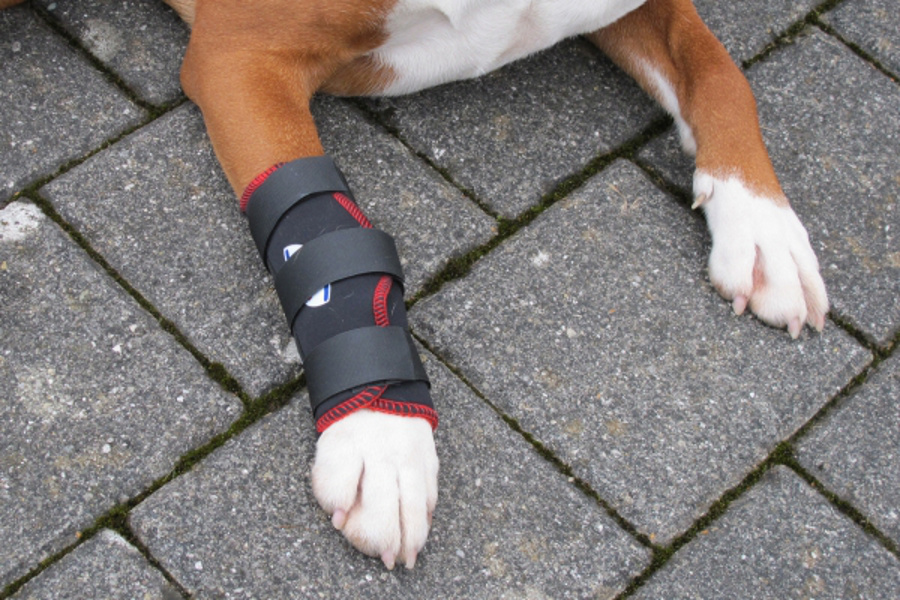 tsm vet pro rehabandage vorderbein 1